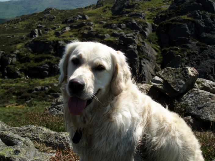 Great Whinscale summit & Harry Great Whinscale summit & Harry